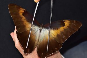 Morpho cisseis jeannoti ♂ FROM CORDILLERA AZUL AREA