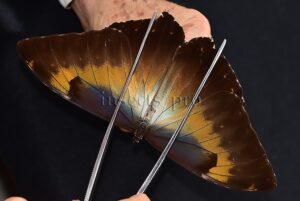 Morpho cisseis jeannoti ♂ FROM CORDILLERA AZUL AREA