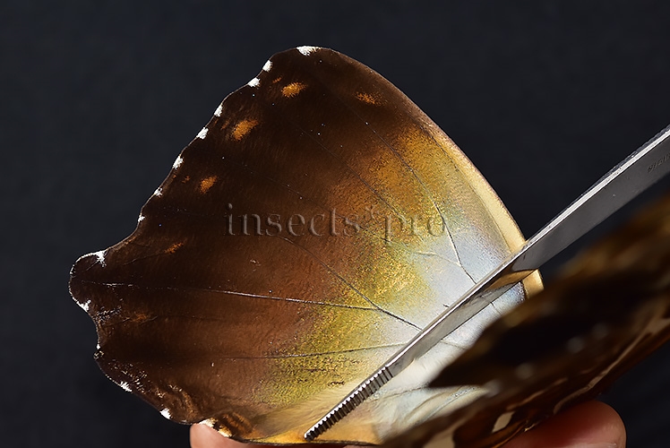 Morpho cisseis jeannoti ♂ FROM CORDILLERA AZUL AREA - Image 5