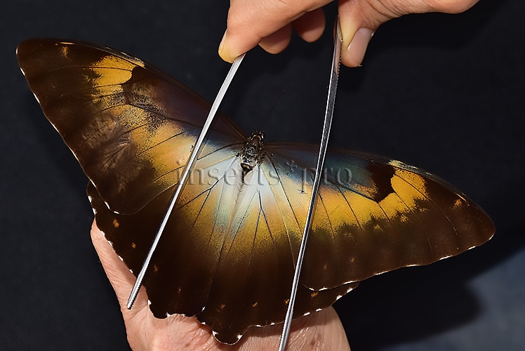 Morpho cisseis jeannoti ♂ FROM CORDILLERA AZUL AREA - Image 7