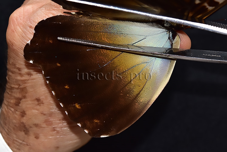 Morpho cisseis jeannoti ♂ FROM CORDILLERA AZUL AREA - Image 5