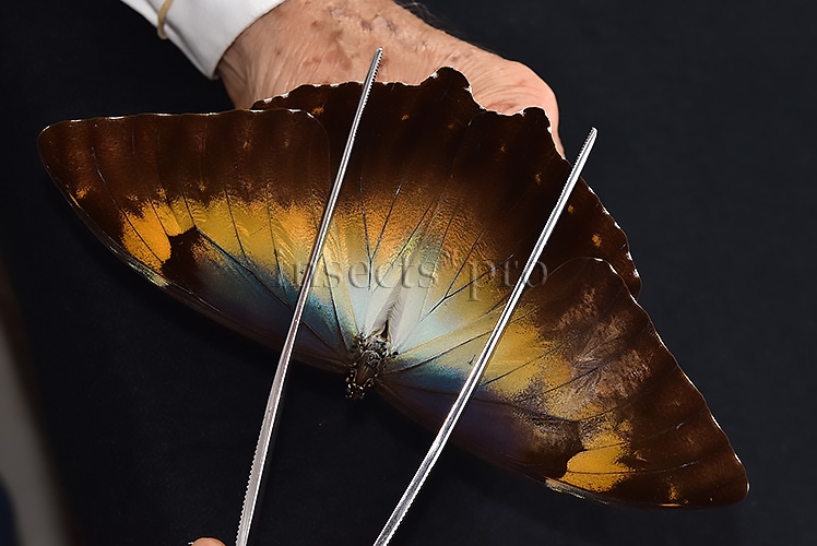 Morpho cisseis jeannoti ♂ FROM CORDILLERA AZUL AREA