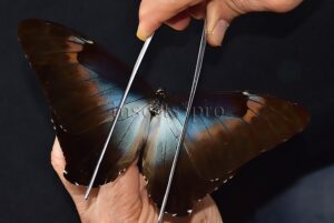 Morpho cisseis gahua ♂