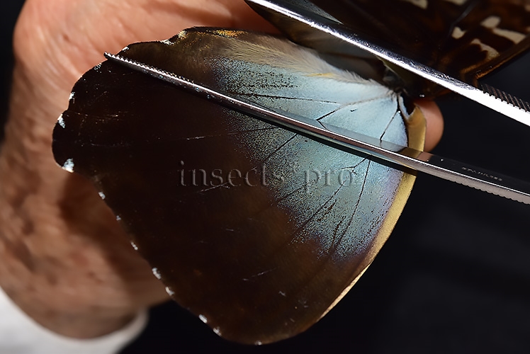Morpho cisseis gahua ♂ - Image 4