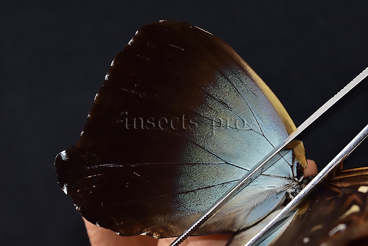 Morpho cisseis gahua ♂ - Image 5