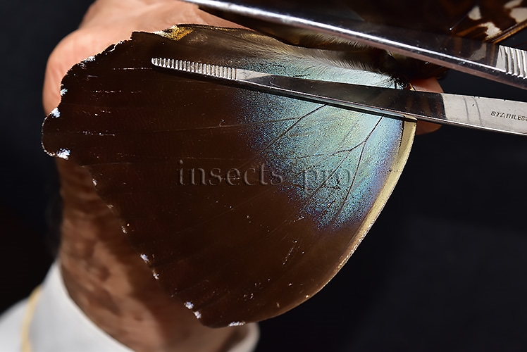 Morpho cisseis gahua ♂ - Image 5