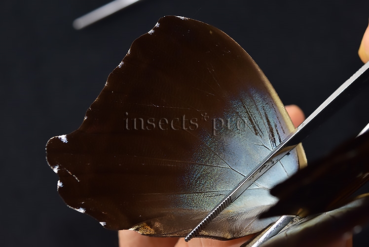 Morpho cisseis gahua ♂ - Image 4