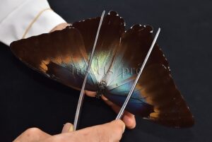 Morpho cisseis gahua ♂