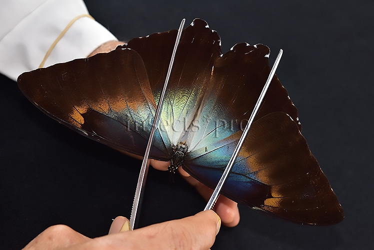 Morpho cisseis gahua ♂