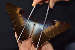 Morpho cisseis gahua ♂