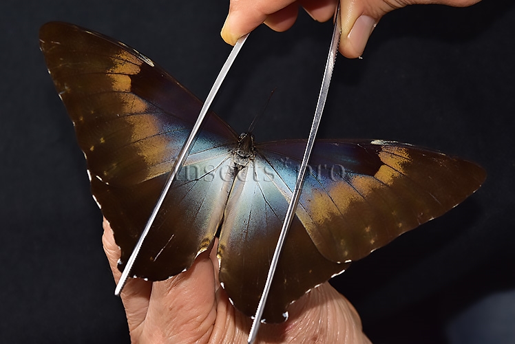Morpho cisseis gahua ♂