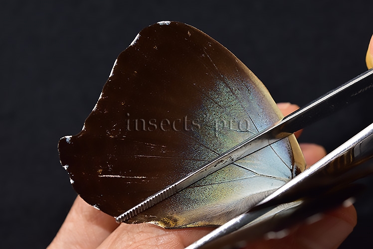 Morpho cisseis gahua ♂ - Image 4