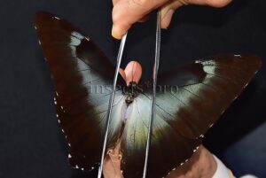 Morpho cisseis gahua ♂