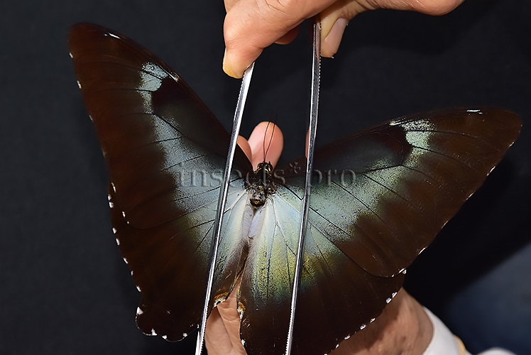 Morpho cisseis gahua ♂