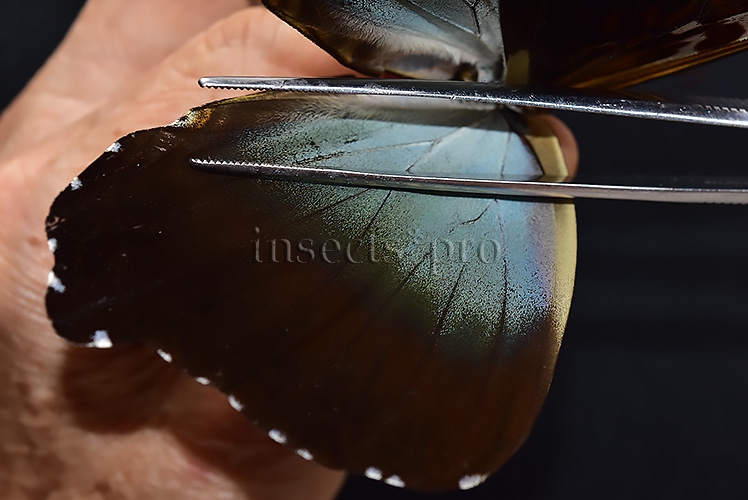 Morpho cisseis gahua ♂ - Image 4