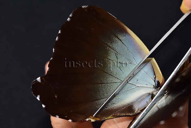 Morpho cisseis gahua ♂ - Image 5