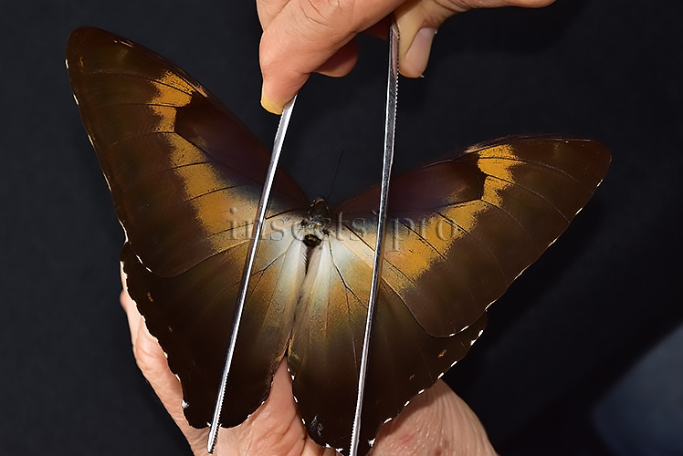 Morpho cisseis gahua ♂ - Image 6
