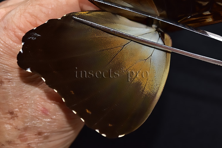 Morpho cisseis gahua ♂ - Image 5