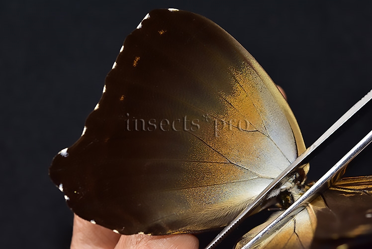 Morpho cisseis gahua ♂ - Image 4