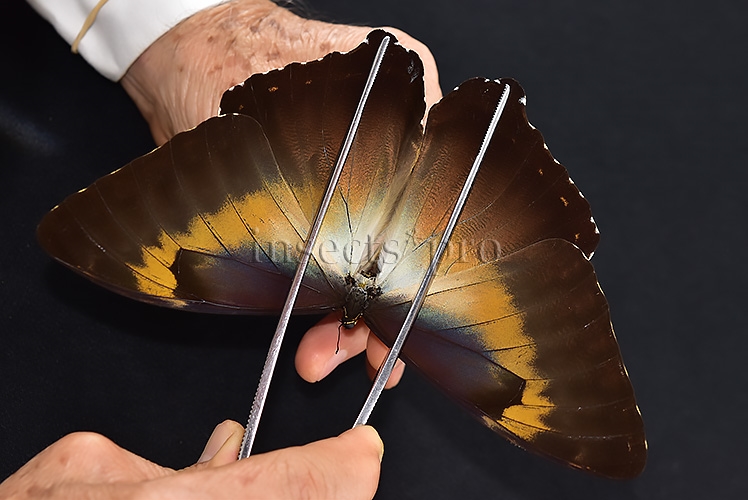 Morpho cisseis gahua ♂