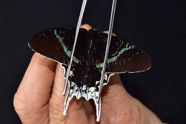 Urania leilus ♂ ABERRATION MELANIC SPECIMEN - Image 6