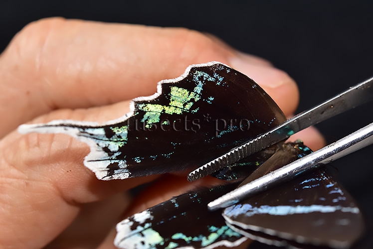 Urania leilus ♂ ABERRATION MELANIC SPECIMEN - Image 5