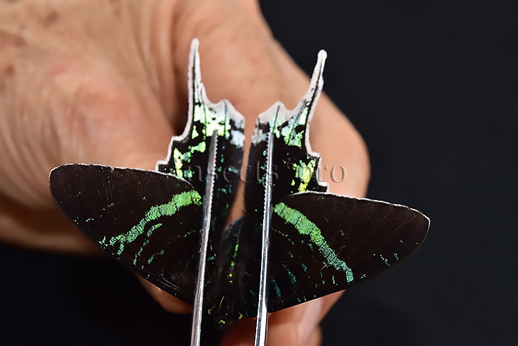 Urania leilus ♂ ABERRATION MELANIC SPECIMEN - Image 3