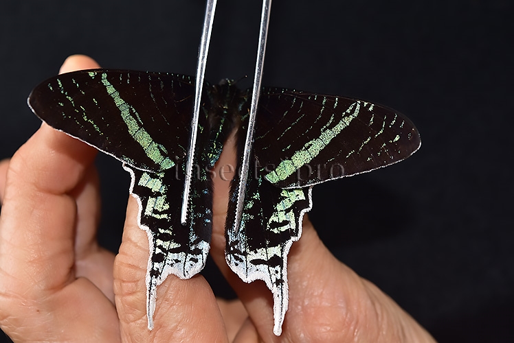 Urania leilus ♂ ABERRATION MELANIC SPECIMEN - Image 6