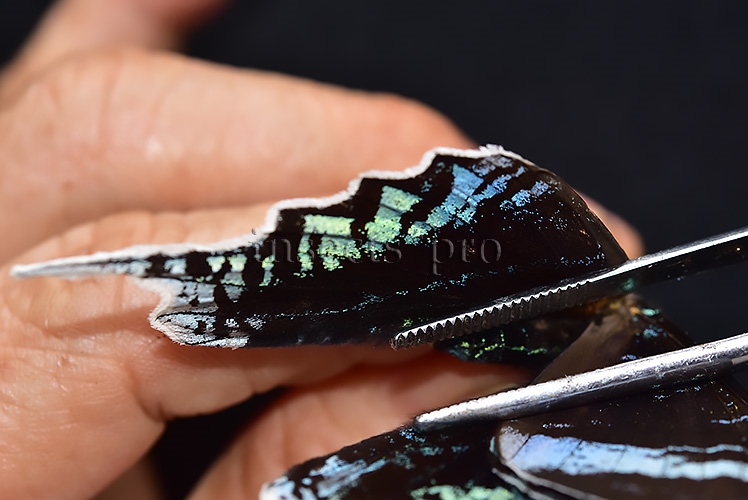 Urania leilus ♂ ABERRATION MELANIC SPECIMEN - Image 5