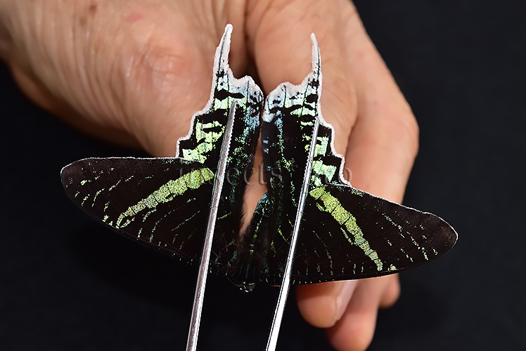 Urania leilus ♂ ABERRATION MELANIC SPECIMEN - Image 3