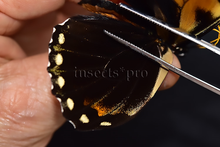 Pterourus bachus chrysomelus ab. clarius A1 ♂ - Image 5