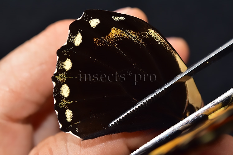 Pterourus bachus chrysomelus ab. clarius A1 ♂ - Image 4