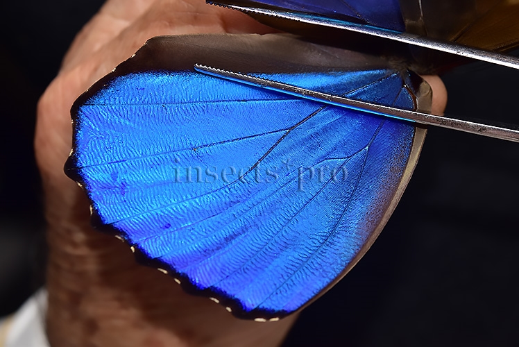 Morpho godartii tingomariensis A1 ♂ EXCELLENT CONDITION - Image 5