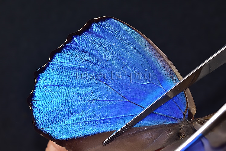 Morpho godartii tingomariensis A1 ♂ EXCELLENT CONDITION - Image 4
