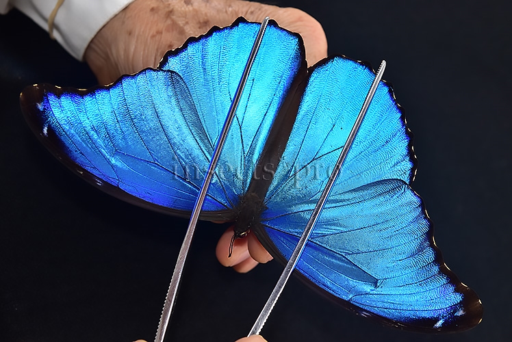 Morpho godartii tingomariensis A1 ♂ EXCELLENT CONDITION - Image 6