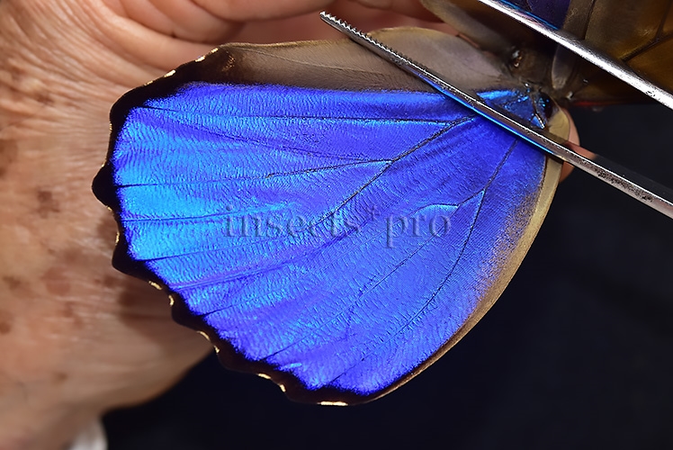 Morpho godartii tingomariensis A1 ♂ EXCELLENT CONDITION - Image 4