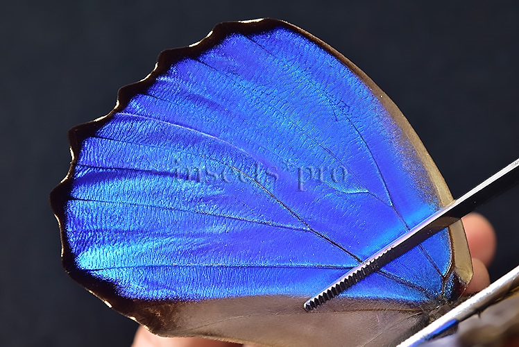 Morpho godartii tingomariensis A1 ♂ EXCELLENT CONDITION - Image 5