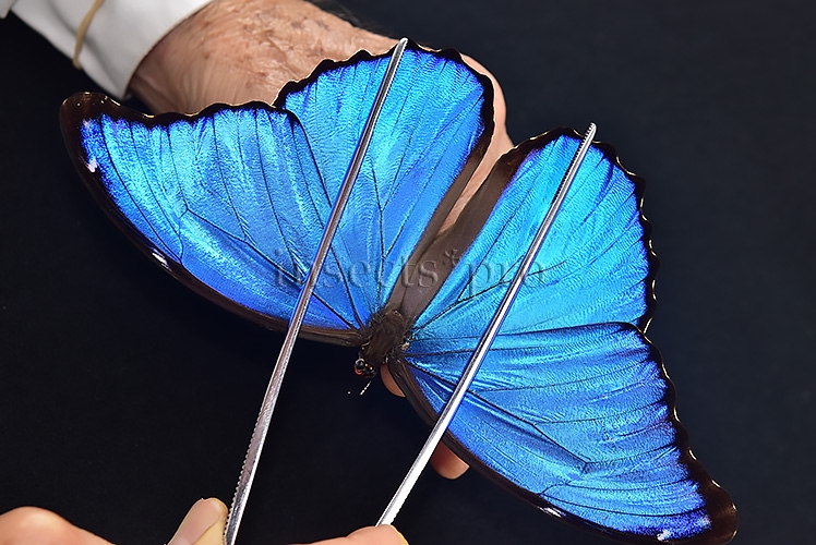 Morpho godartii tingomariensis A1 ♂ EXCELLENT CONDITION - Image 6