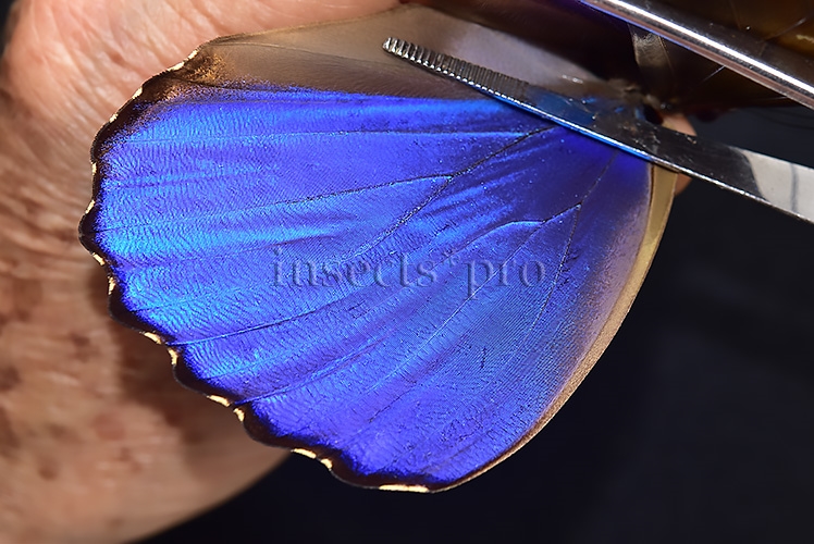 Morpho godartii tingomariensis A1 ♂ EXCELLENT CONDITION - Image 4