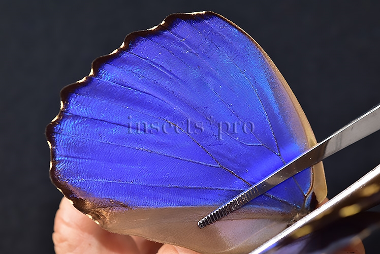 Morpho godartii tingomariensis A1 ♂ EXCELLENT CONDITION - Image 5