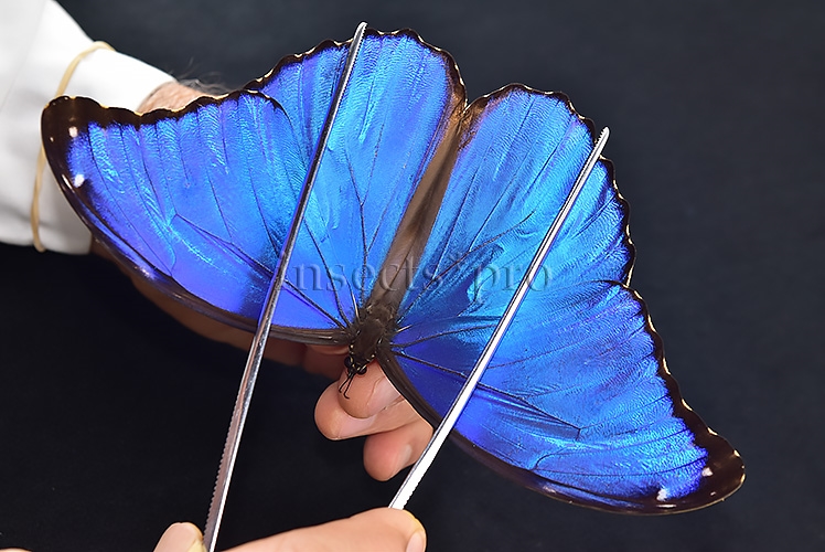 Morpho godartii tingomariensis A1 ♂ EXCELLENT CONDITION - Image 6
