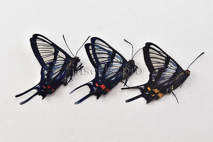 :::BULK SALE:::: Chorinea licursis A1 ♂ CLEARWINGS - Image 2