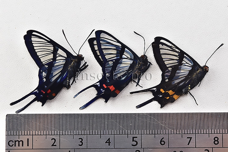 :::BULK SALE:::: Chorinea licursis A1 ♂ CLEARWINGS - Image 3
