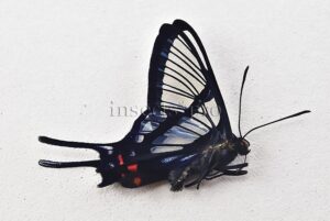 :::BULK SALE:::: Chorinea licursis A1 ♂ CLEARWINGS