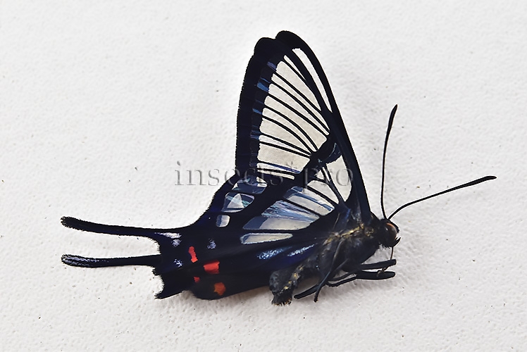 :::BULK SALE:::: Chorinea licursis A1 ♂ CLEARWINGS
