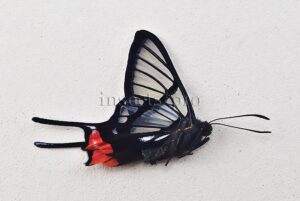:::BULK SALE:::: Chorinea amazon A1 ♂ CLEARWINGS