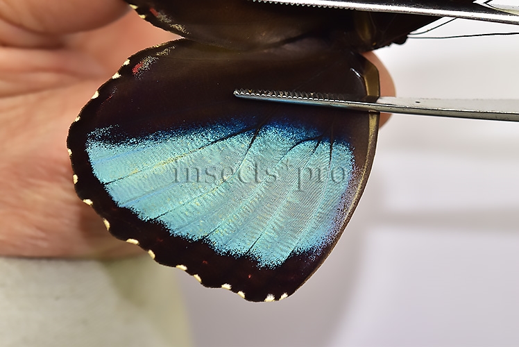 :::BULK SALE:::: Morpho helenor papirius A1 ♂ EXTENDED BLUE - Image 2