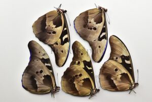 :::BULK SALE:::: Morpho rhetenor cacica A1 ♂