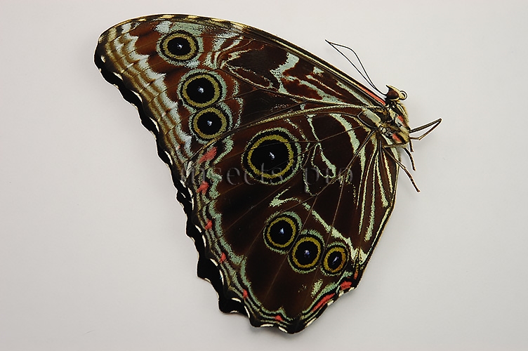 :::BULK SALE:::: Morpho deidamia pyrrhus A1 ♂ EXTENDED BLUE