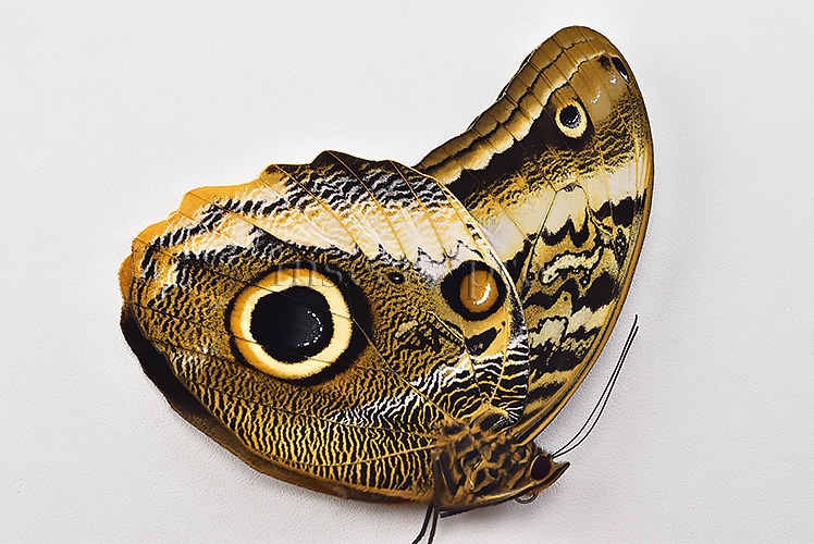:::BULK SALE:::: Caligo atreus A1 ♂♀ ORANGE CALIGO BIG OWL - Image 2